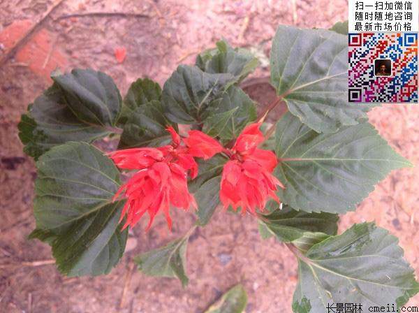 五色草彩葉草