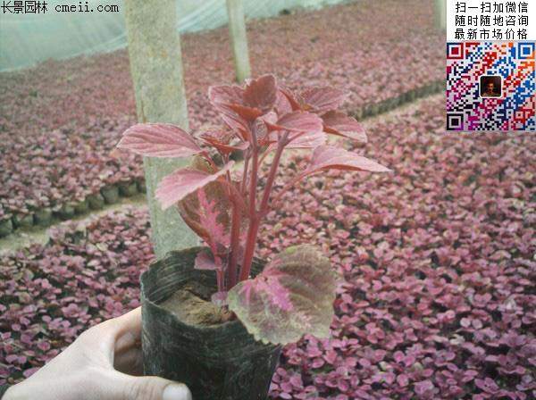 五色草彩葉草