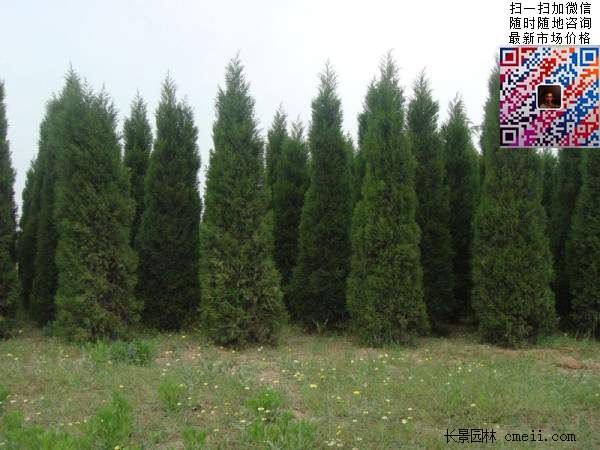 公路綠化植物常綠松柏圓柏圖片