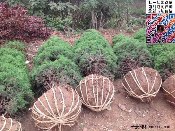 公路綠化植物常綠松柏圓柏圖片