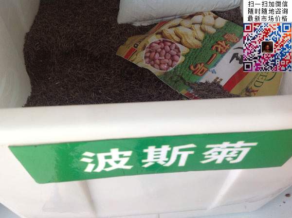 大花波斯菊種子種植幾月開花效果圖片
