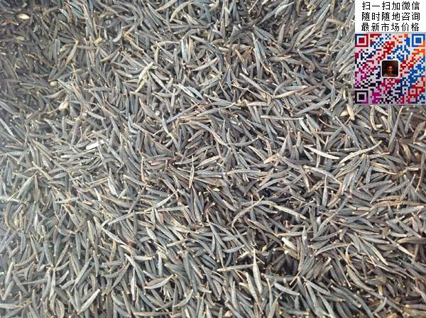 波斯菊種子