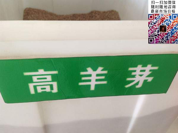 高羊茅種子好播種時間