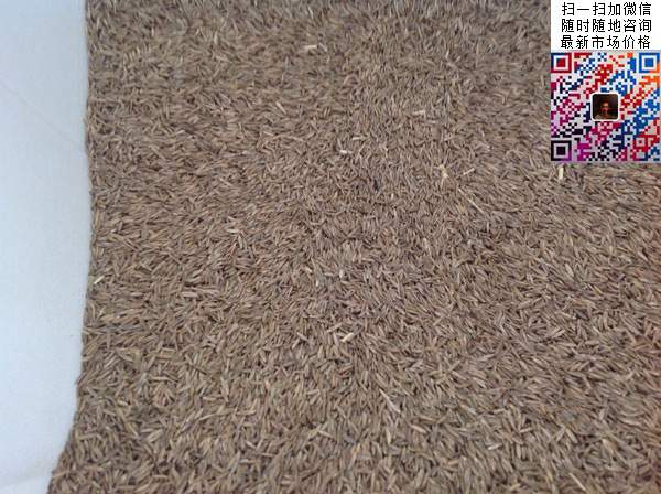 高羊茅草坪種子草籽
