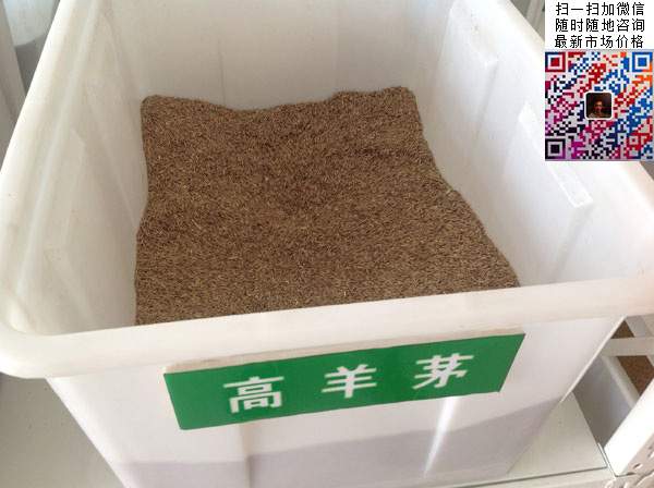 哪里有批發高羊茅種子