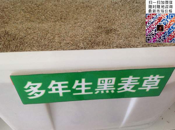 多年生黑麥草種子