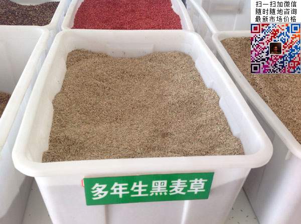 多年生黑麥草種子