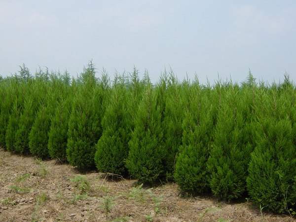 雪松小苗基地 雪松小苗基地