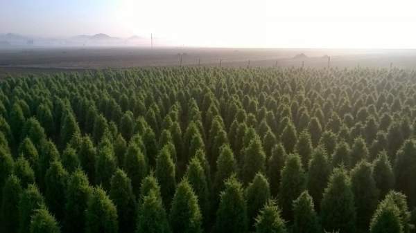 哪里的檜柏質量好價格低？