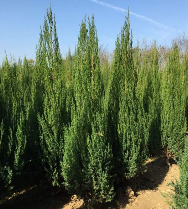 哪里的檜柏質量好價格低？