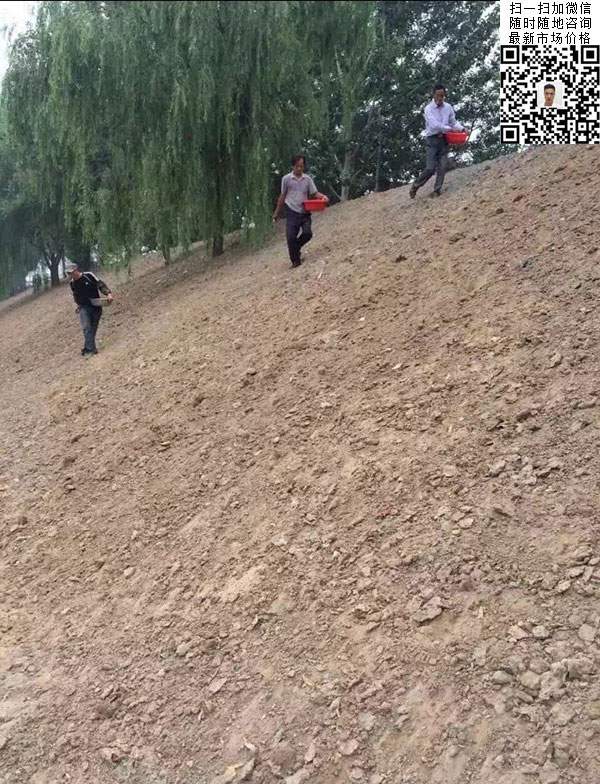 高羊茅草坪養護管理技巧