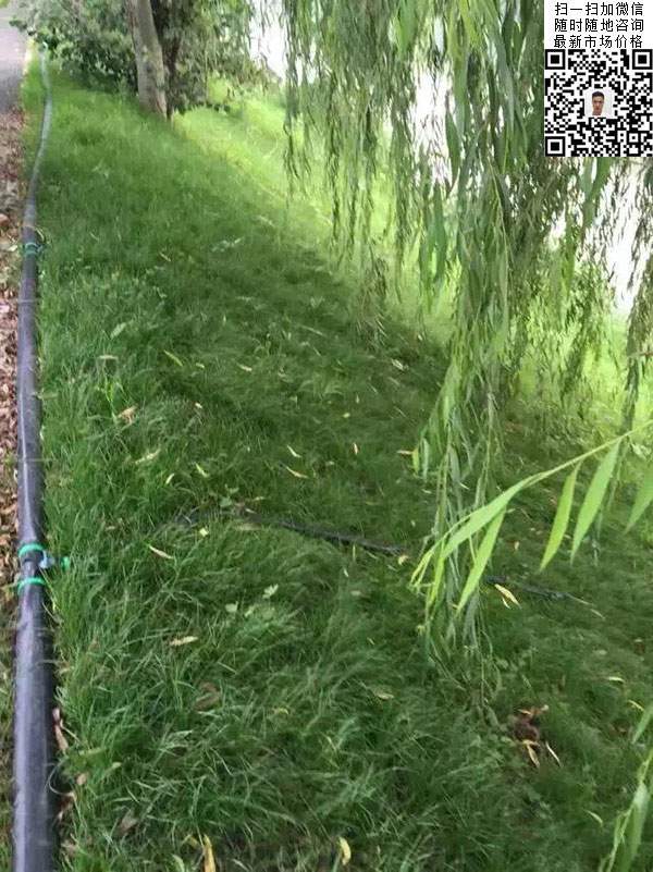 高羊茅草坪養護管理技巧