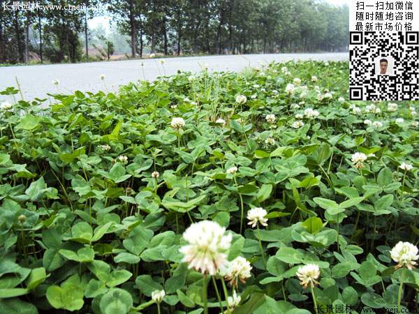 白三葉播種時間
