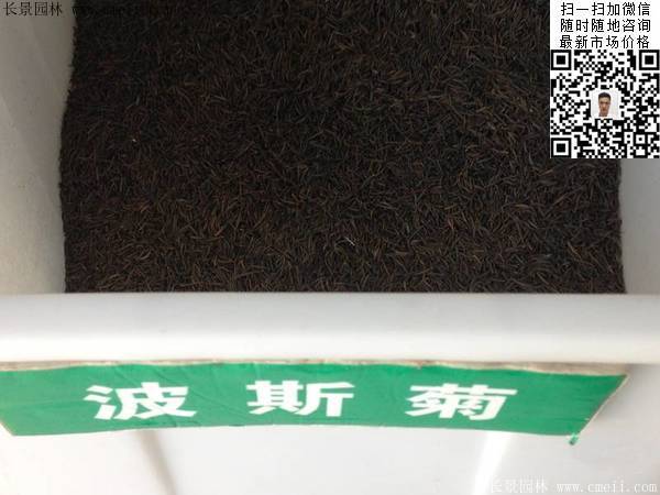 波斯菊種子