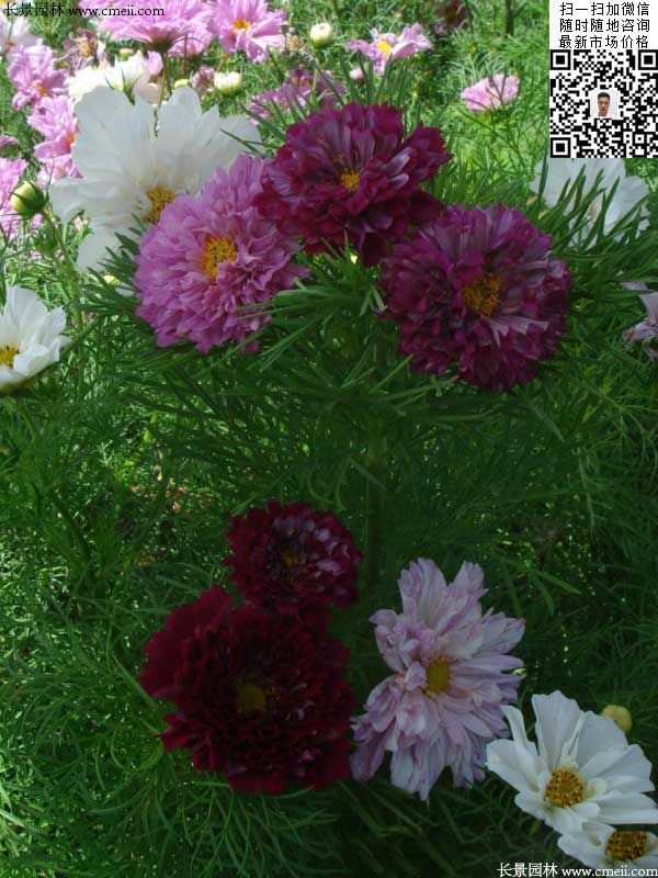 重瓣大花波斯菊種子種植2月開花效果圖片 重瓣大花波斯菊種子種植2月開花效果圖片