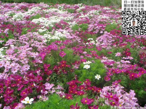 大花波斯菊種子種植幾月開花效果圖片 大花波斯菊種子種植幾月開花效果圖片