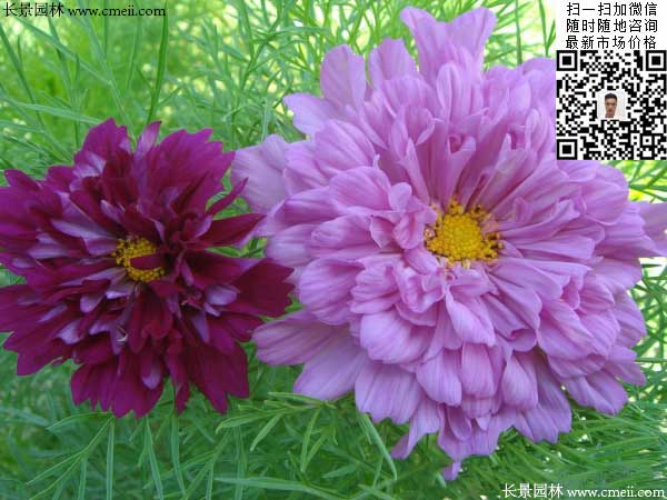 重瓣大花波斯菊種子種植2月開花效果圖片 重瓣大花波斯菊種子種植2月開花效果圖片