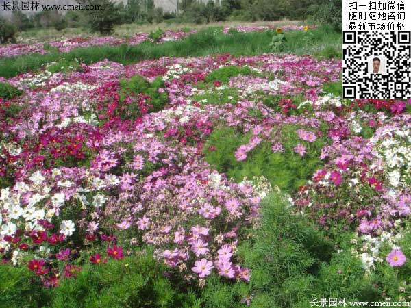 大花波斯菊種子種植幾月開花效果圖片