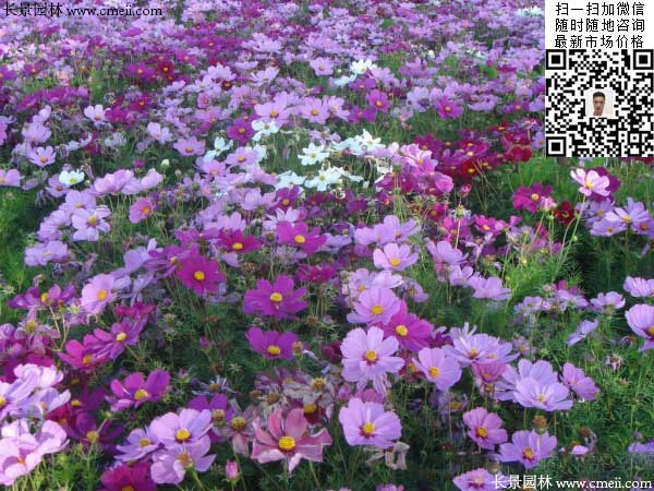 大花波斯菊種子種植幾月開花效果圖片 大花波斯菊種子種植幾月開花效果圖片