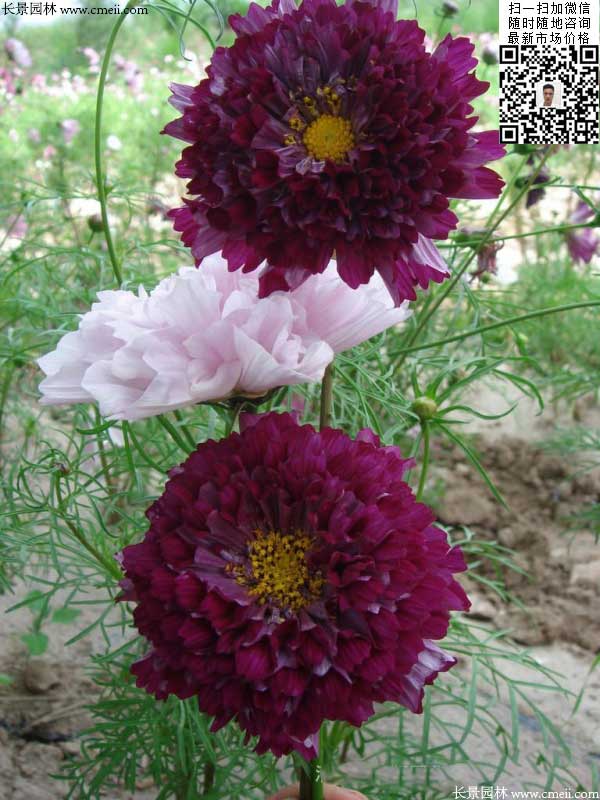 大花波斯菊種子種植幾月開花效果圖片 大花波斯菊種子種植幾月開花效果圖片