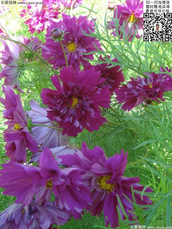 重瓣大花波斯菊種子種植2月開花效果圖片 重瓣大花波斯菊種子種植2月開花效果圖片