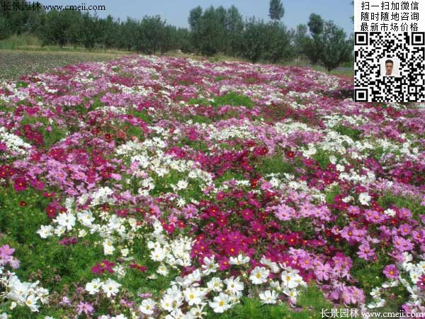 大花波斯菊種子種植幾月開花效果圖片