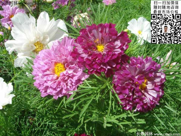 重瓣大花波斯菊種子種植2月開花效果圖片 重瓣大花波斯菊種子種植2月開花效果圖片