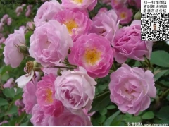 粉團薔薇