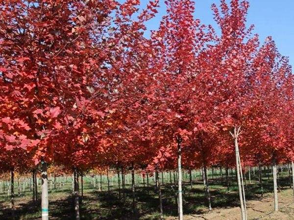 美國紅楓圖片美國紅楓基地實拍 美國紅楓圖片美國紅楓基地實拍