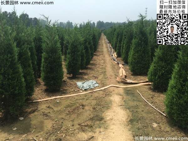 公路綠化植物常綠松柏圓柏圖片