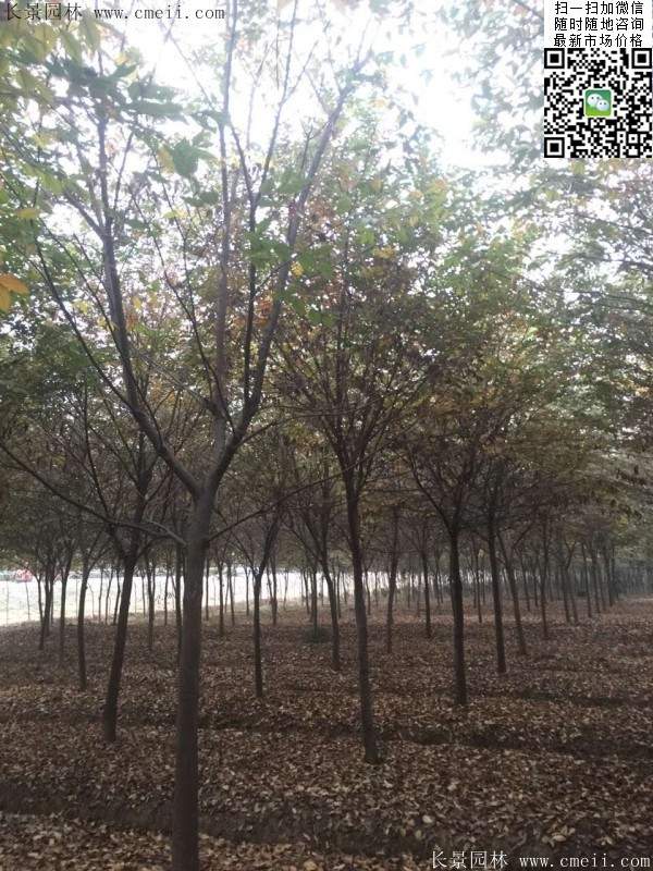 櫸樹身價
