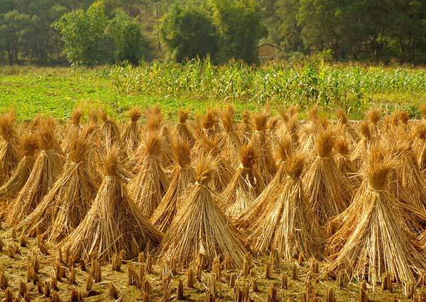 稻草繩圖片生產廠家批發