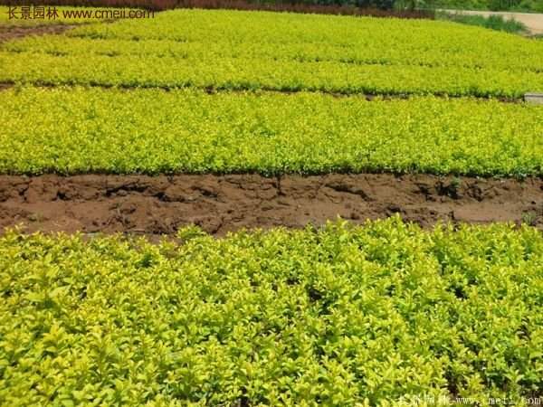 金葉女貞市場價格 金葉女貞市場價格