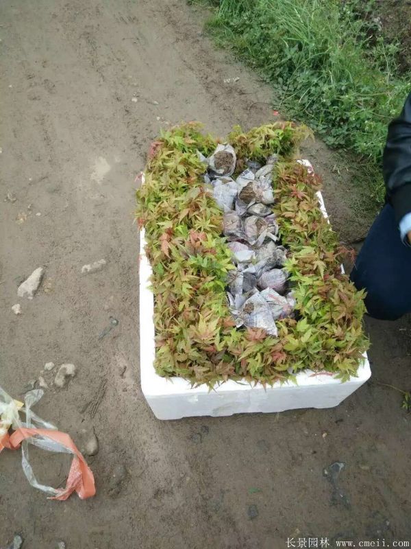 青楓種子發芽出苗圖片