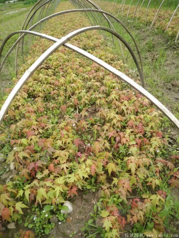 青楓種子發芽出苗圖片