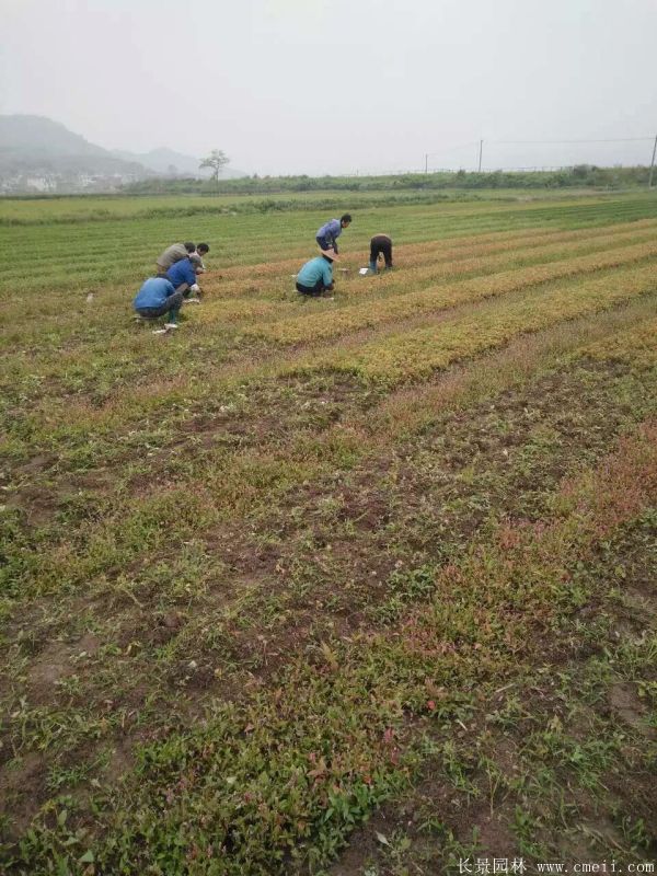 青楓種子發芽出苗圖片