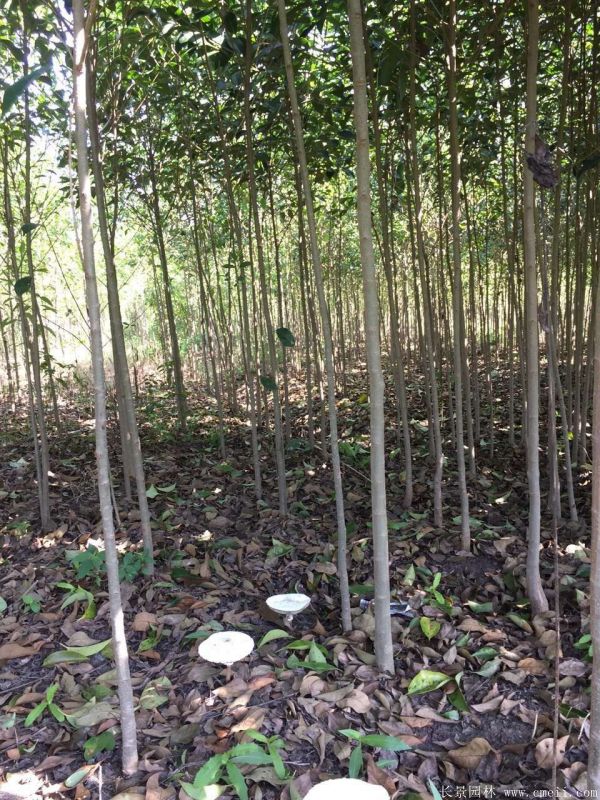 高桿女貞圖片高桿女貞基地實拍 高桿女貞圖片高桿女貞基地實拍