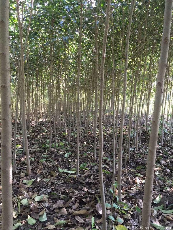 高桿女貞圖片高桿女貞基地實拍 高桿女貞圖片高桿女貞基地實拍