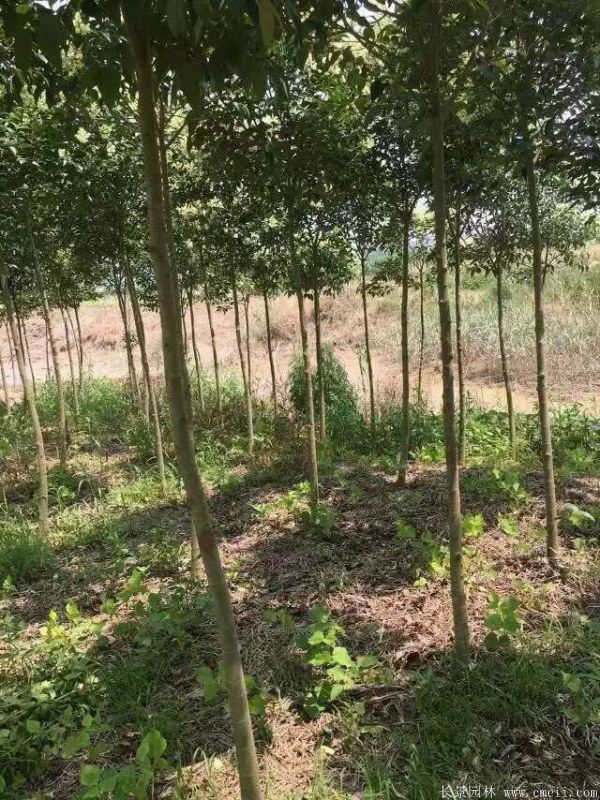 高桿女貞圖片高桿女貞基地實拍 高桿女貞圖片高桿女貞基地實拍