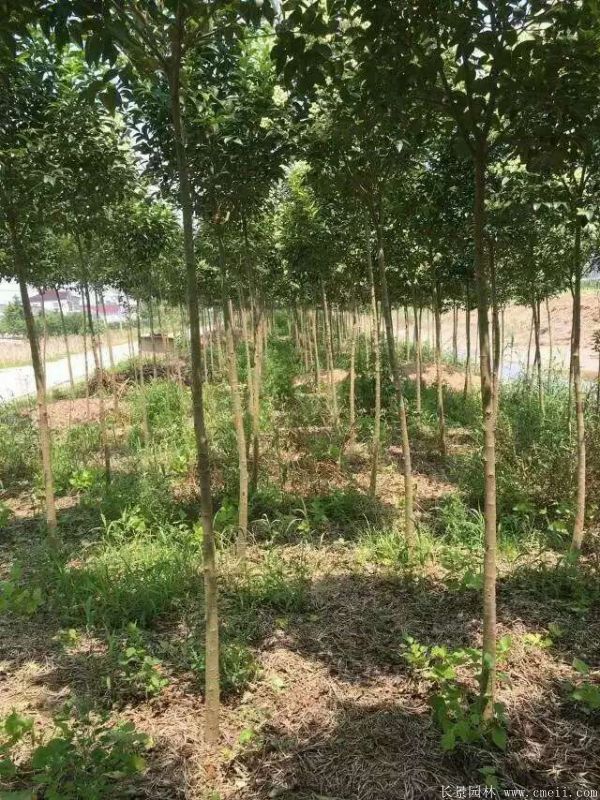 高桿女貞圖片高桿女貞基地實拍 高桿女貞圖片高桿女貞基地實拍