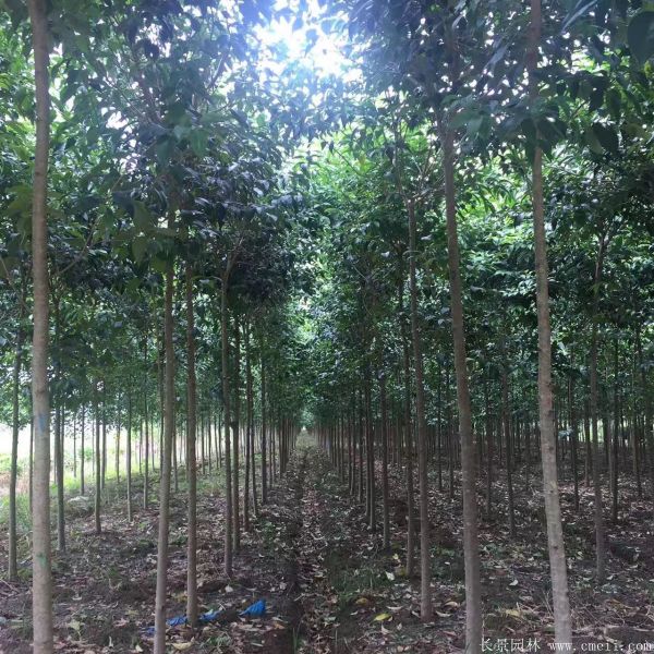 高桿女貞圖片高桿女貞基地實拍 高桿女貞圖片高桿女貞基地實拍