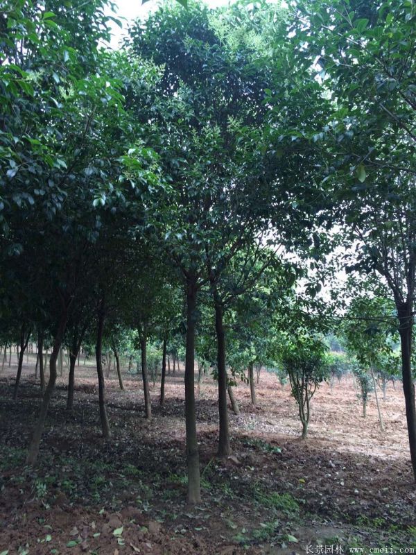 高桿女貞圖片高桿女貞基地實拍 高桿女貞圖片高桿女貞基地實拍