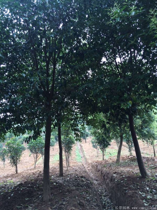 高桿女貞圖片高桿女貞基地實拍 高桿女貞圖片高桿女貞基地實拍