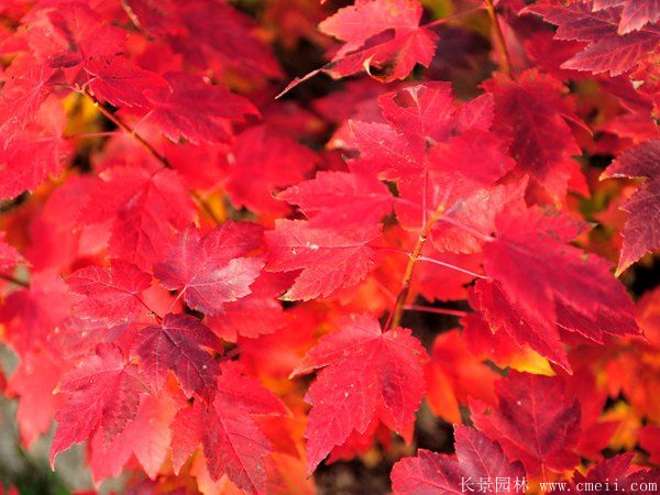 美國紅楓圖片美國紅楓基地實拍 美國紅楓圖片美國紅楓基地實拍