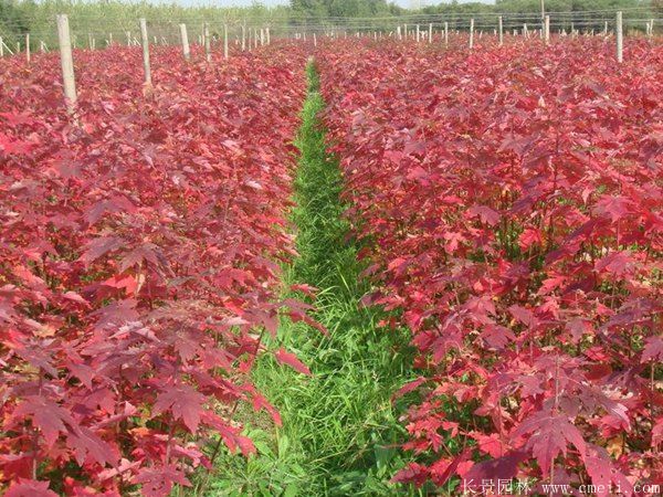 美國紅楓圖片美國紅楓基地實拍 美國紅楓圖片美國紅楓基地實拍