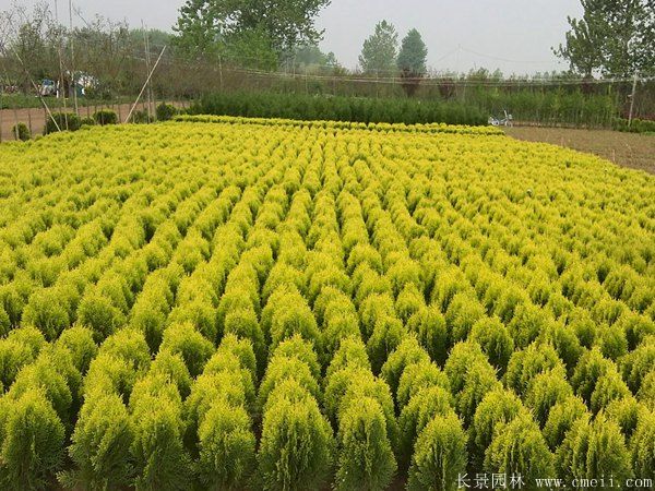 灑金柏種子發芽出苗圖片
