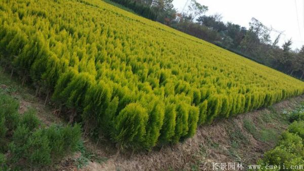 灑金柏種子發芽出苗圖片