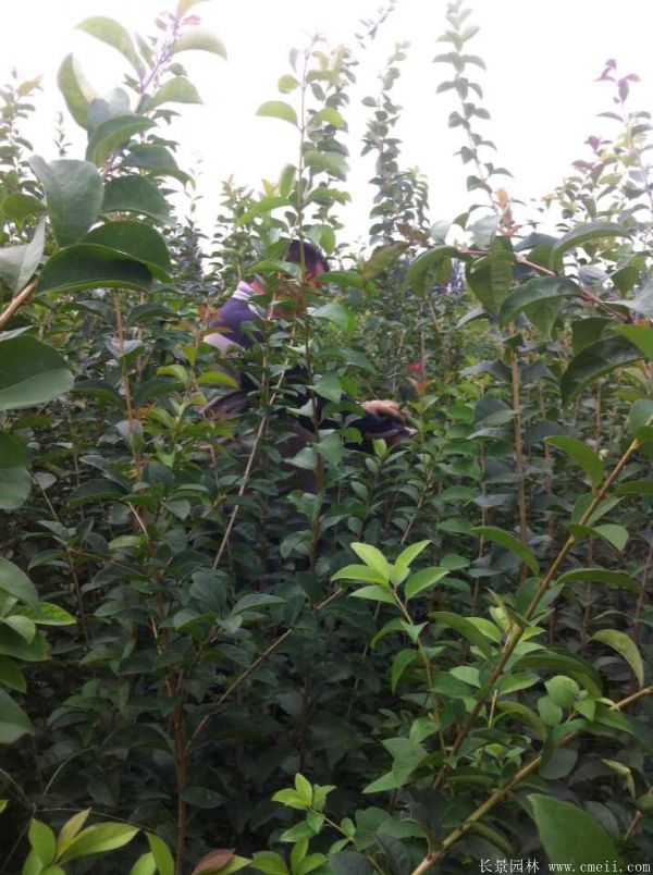 流蘇樹圖片基地實拍