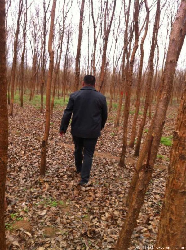 流蘇樹圖片基地實拍