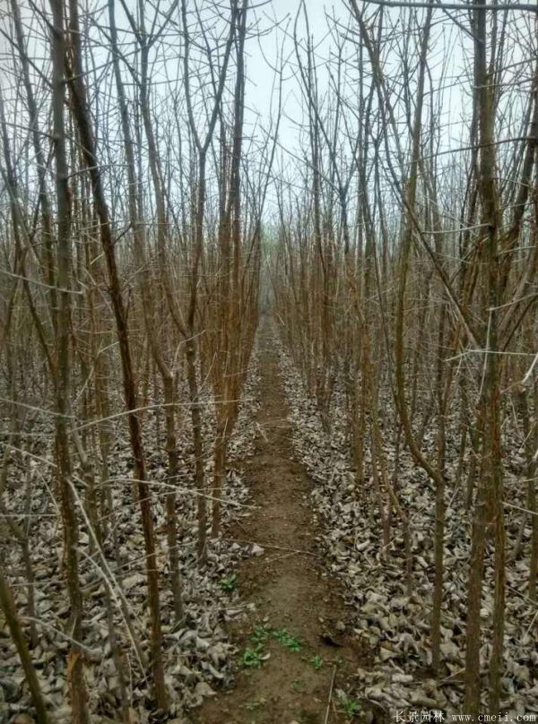 流蘇樹圖片基地實拍